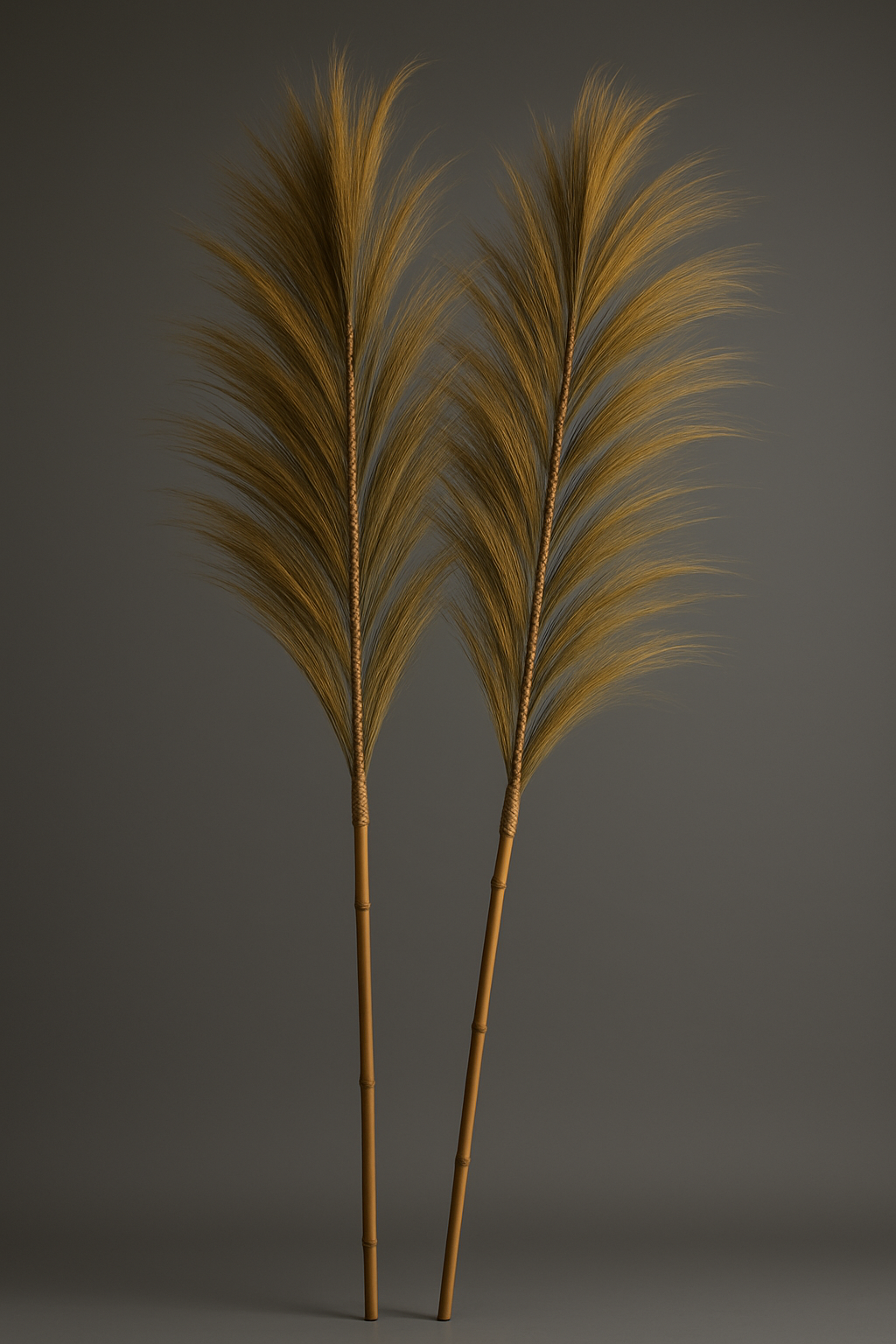 Two tall, thin plants with feathery leaves on a dark gray background