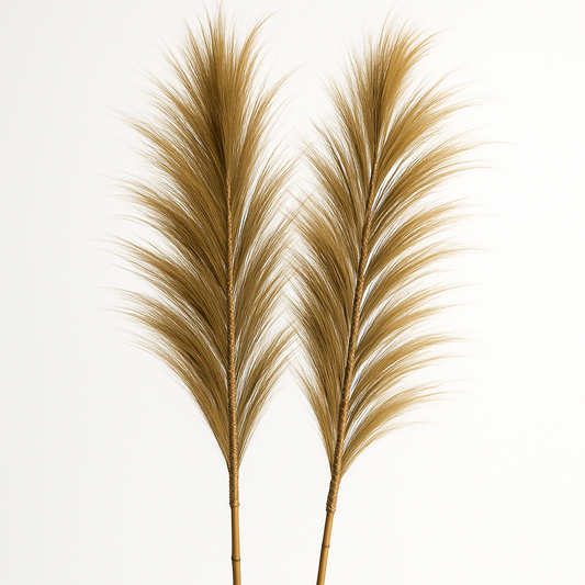 Two dried pampas grass stalks on a white background
