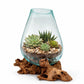 Handblown Glass Bowl on Natural Driftwood – One of a Kind Organic Decor | Nusa